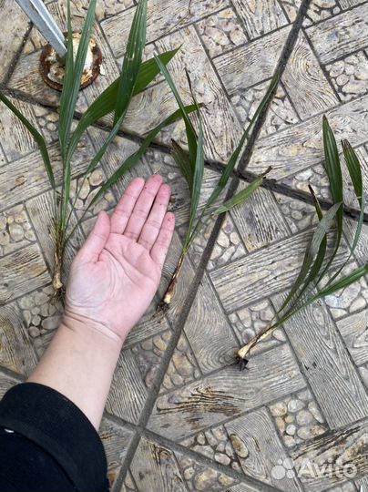 Саженцы пальмы трахикарпус