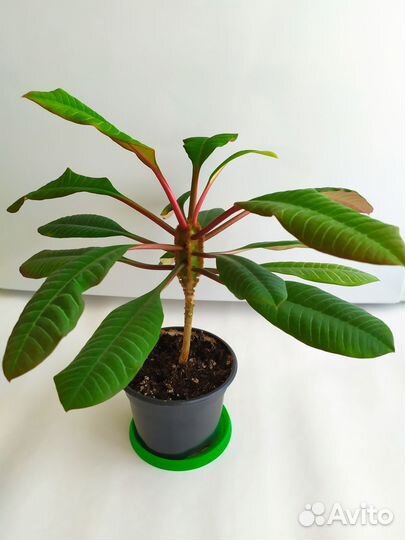 Молочай беложильчатый (беложилковый)