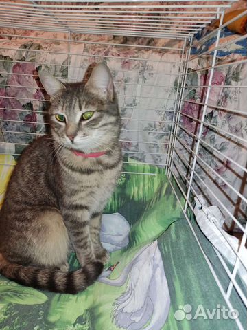 Кошечка в красном ошейнике