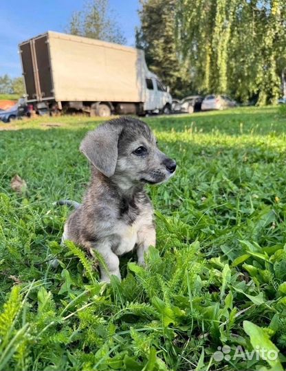 Щенок в добрые руки