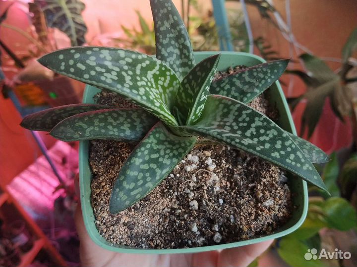 Излишки растений комнатных