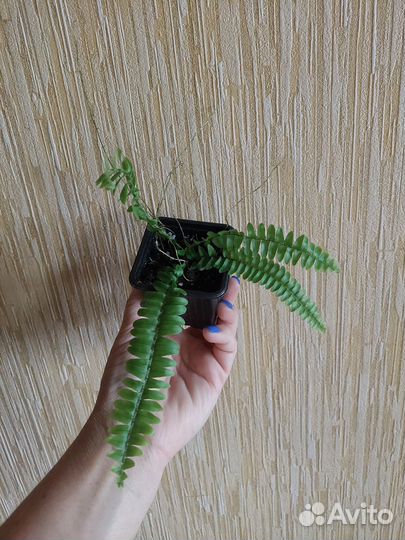 Папоротник 