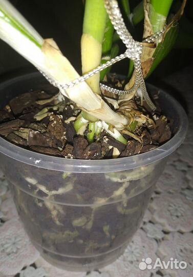 Орхидеи (каттлея, дендробиум)