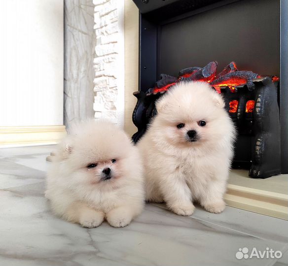 Кремовые померанцы с документами РКФ