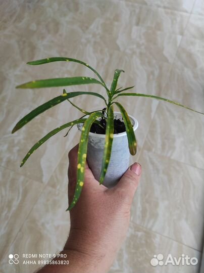 Кодиеум кротон Пиктум Спот