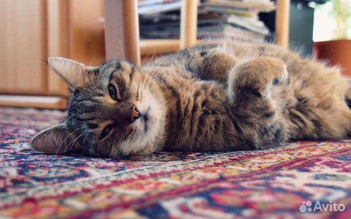 Передержка котиков