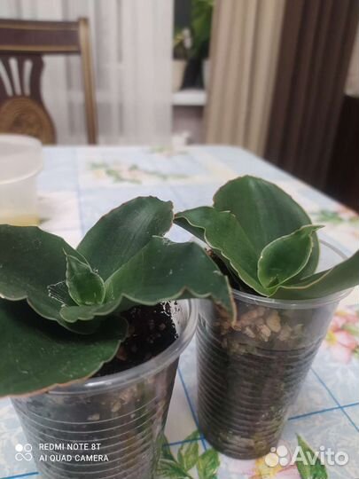 Сансевиерии