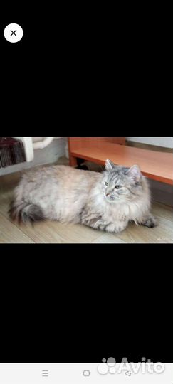 Кошка в дар