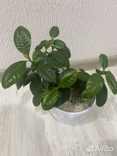 Гардения жасминовидная