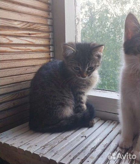 Котенок в дар бесплатно
