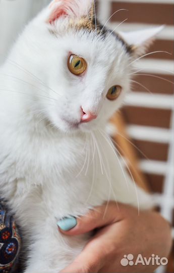 Котенок Кокосик ищет дом