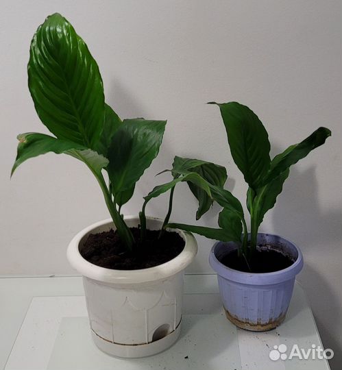 Отростки спатифиллиум