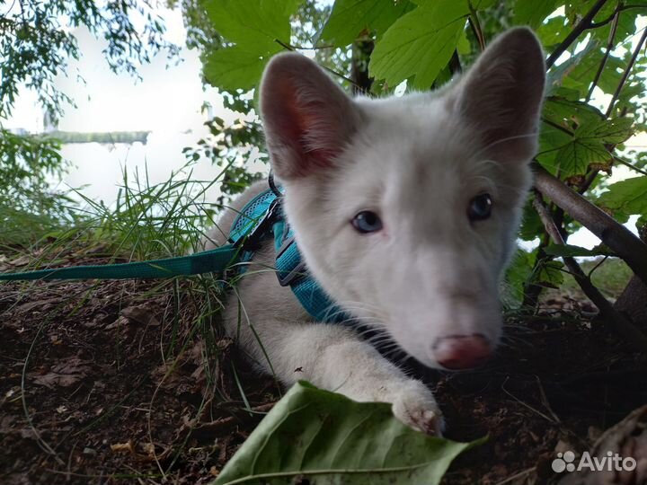 Щенок песца 3 месяца