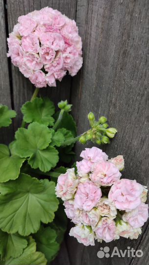 Пеларгония герань юв-Даная