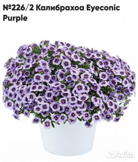 Калибрахоа 2