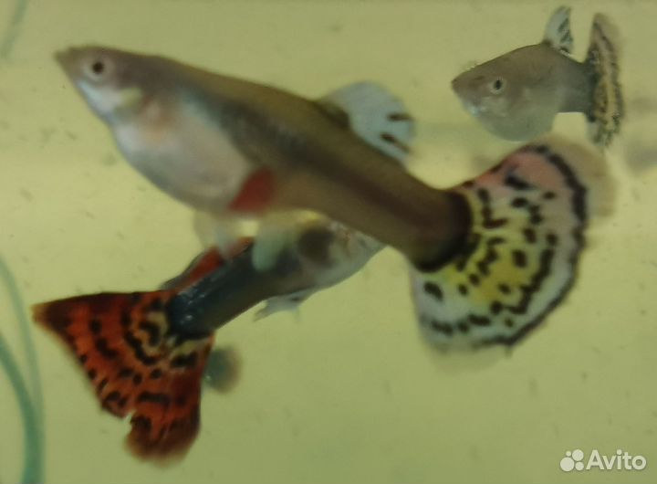 Лаборатория гуппи - чистые линии