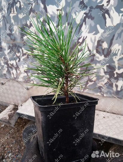 Саженцы кедра