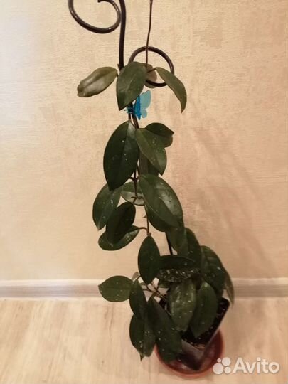 Хойя карноза