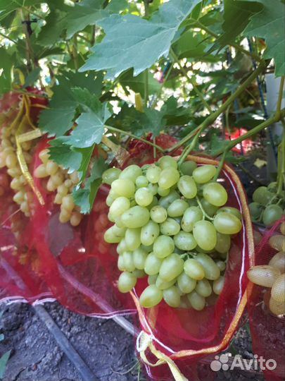 Виноград столовый