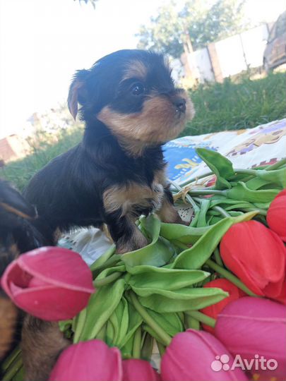 Йоркширский терьер щенки