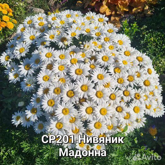 Многолетние цветы