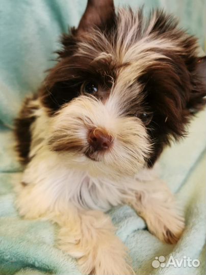 Бивер девочка