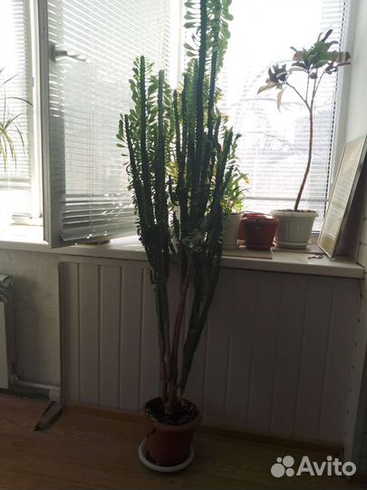 Молочай трехгранный