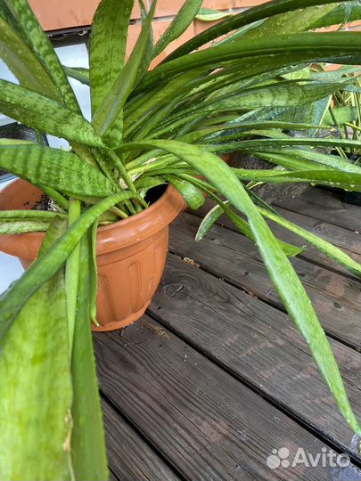 Сансевиерия