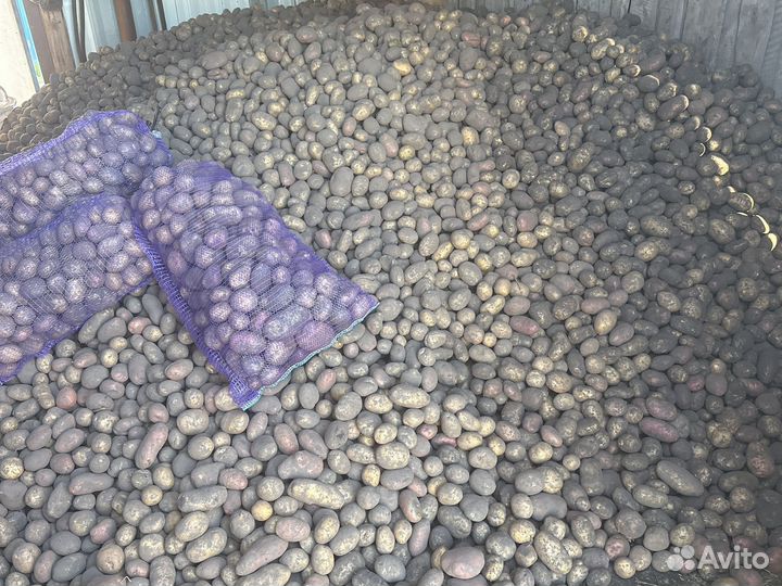 Картофель крупный