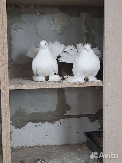 Продажа голубей статные