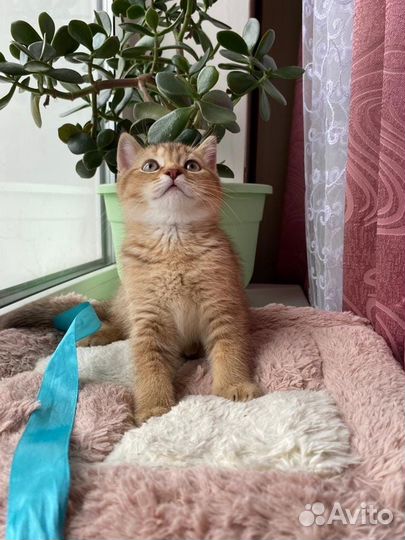 Шотландские котята