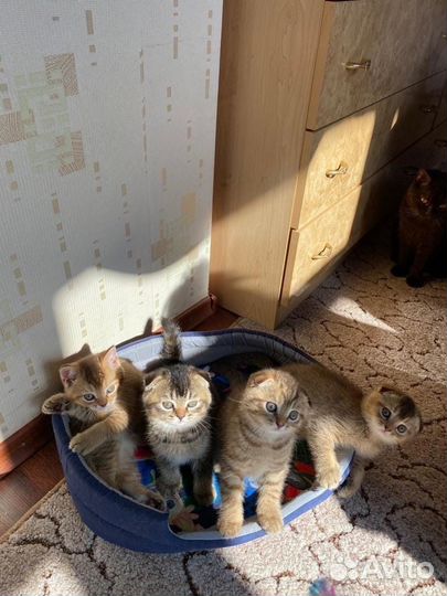 Шотландские котята