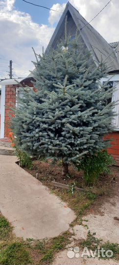 Ель голубая