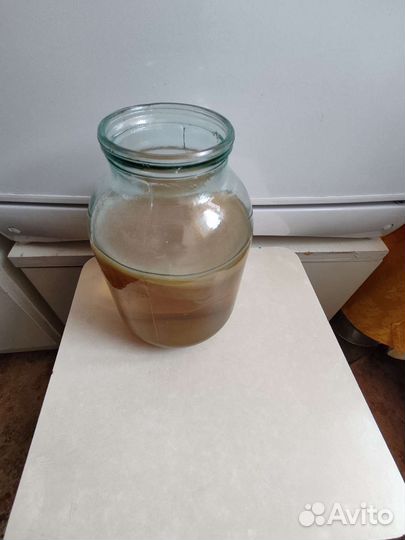 Чайный гриб и Молочные грибки