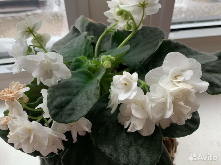 Фиалка цветущая