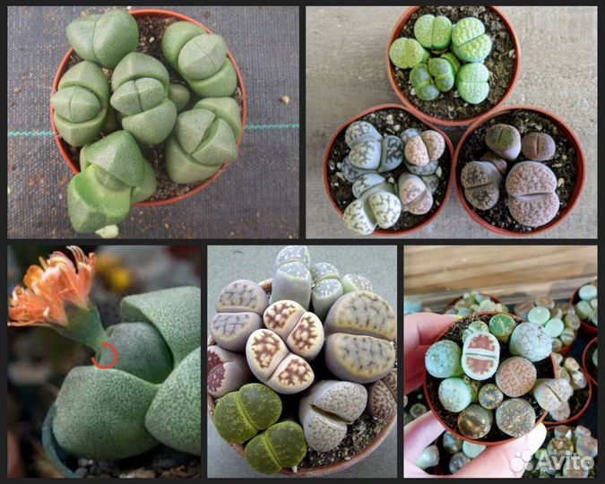 Литопсы живые камни