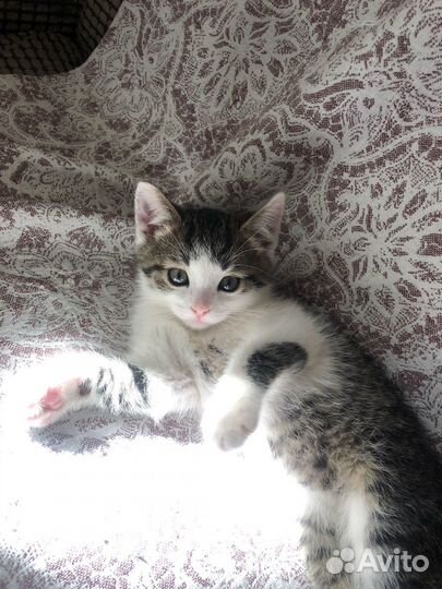 Котенок Лютик