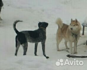 Уход за собакой