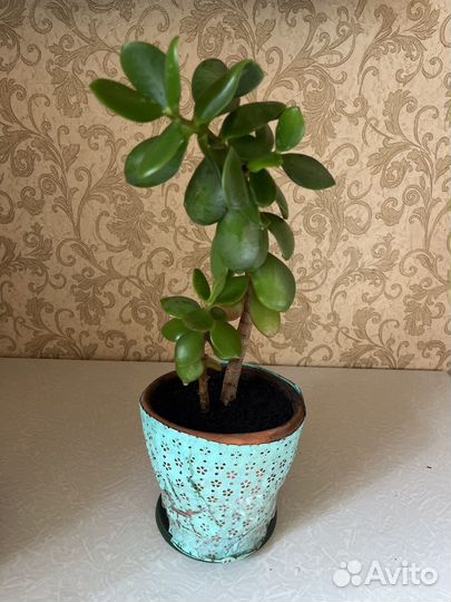 Толстянка, денежное дерево