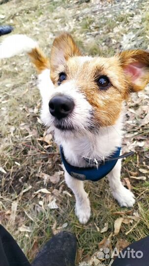 Выгул собак