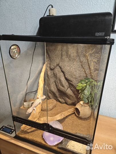 Эублефар самка