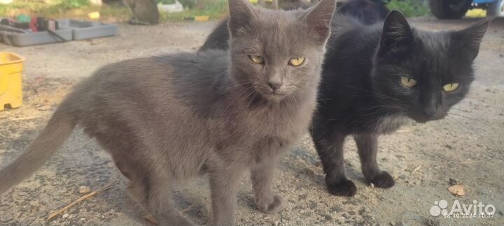 Отдам милого котика в добрые руки