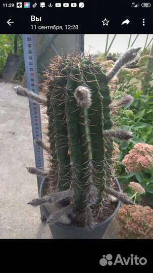 Кактус эхинопсис