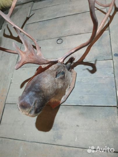 Чучело головы оленя