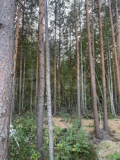 Участок 12 сот. (СНТ, ДНП)