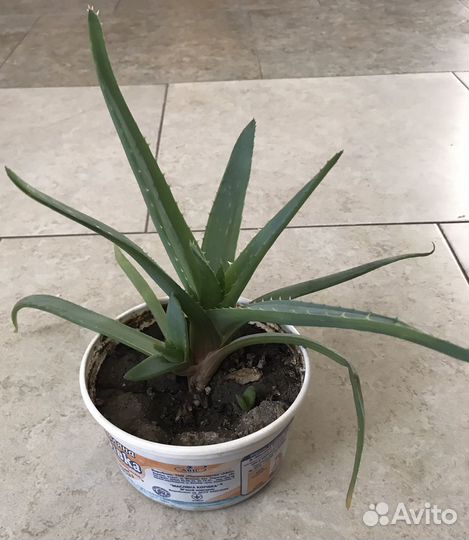 Алоэ вера лечебный