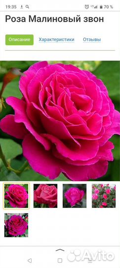 Розы, многолетки, хвойники