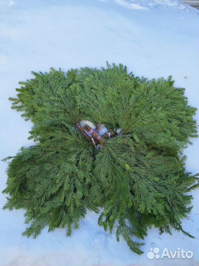 Веники для бани. Эвкалипт Только оптом от 100шт