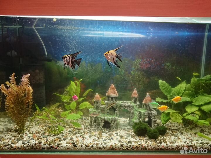 Аквариум 150л