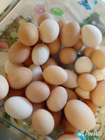 Яйцо.из.под.своих.кур.продаем.10шт.150р